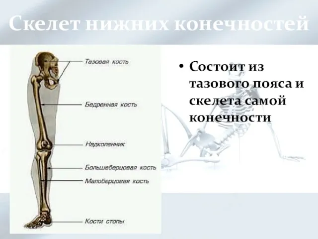 Скелет нижних конечностей Состоит из тазового пояса и скелета самой конечности