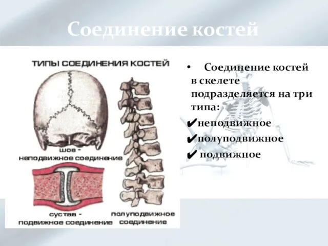 Соединение костей Соединение костей в скелете подразделяется на три типа: неподвижное полуподвижное подвижное