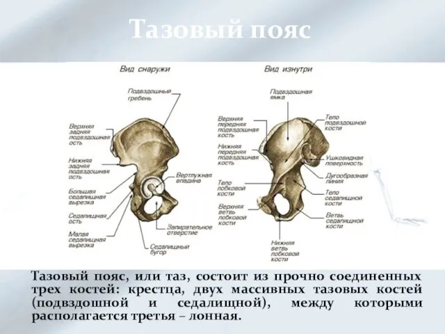 Тазовый пояс Тазовый пояс, или таз, состоит из прочно соединенных трех костей: