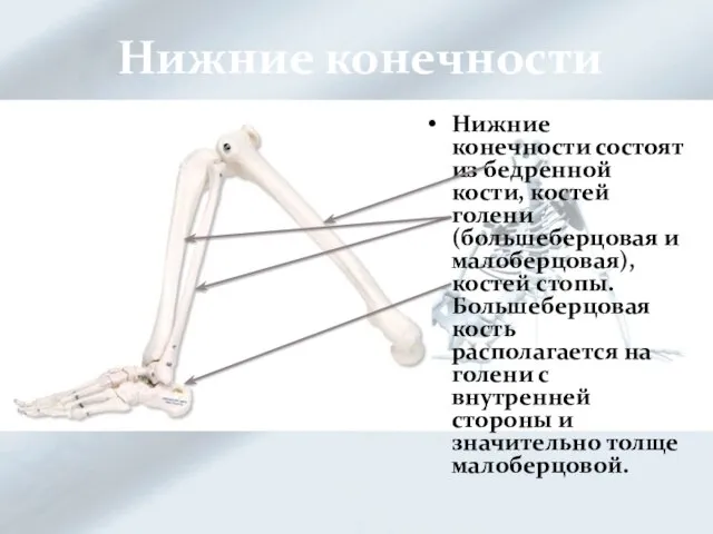 Нижние конечности Нижние конечности состоят из бедренной кости, костей голени (большеберцовая и