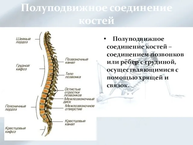 Полуподвижное соединение костей Полуподвижное соединение костей – соединением позвонков или рёбер с