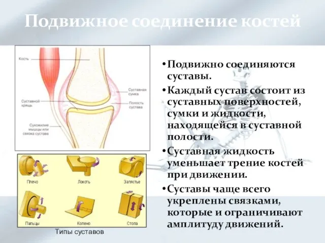 Подвижное соединение костей Подвижно соединяются суставы. Каждый сустав состоит из суставных поверхностей,