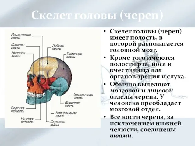 Скелет головы (череп) Скелет головы (череп) имеет полость, в которой располагается головной