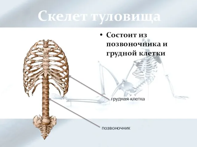 Скелет туловища Состоит из позвоночника и грудной клетки грудная клетка позвоночник