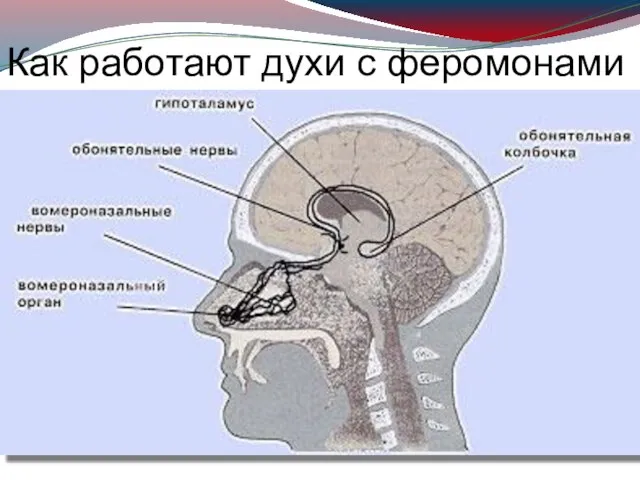 Как работают духи с феромонами