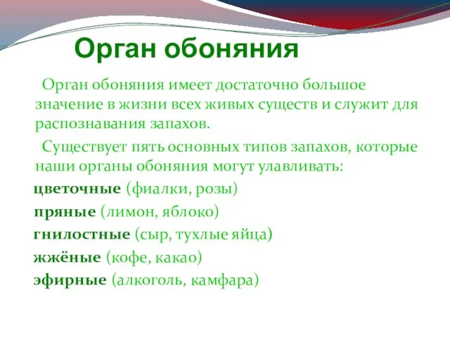 Орган обоняния Орган обоняния имеет достаточно большое значение в жизни всех живых