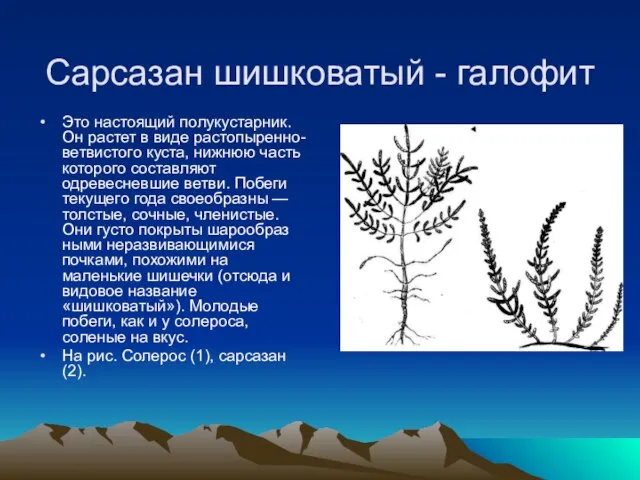 Сарсазан шишковатый - галофит Это настоящий полукустарник. Он растет в виде растопыренно-ветвистого