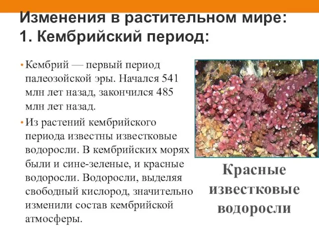 Изменения в растительном мире: 1. Кембрийский период: Кембрий — первый период палеозойской