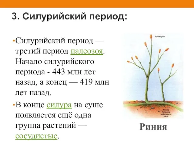 3. Силурийский период: Силурийский период — третий период палеозоя. Начало силурийского периода