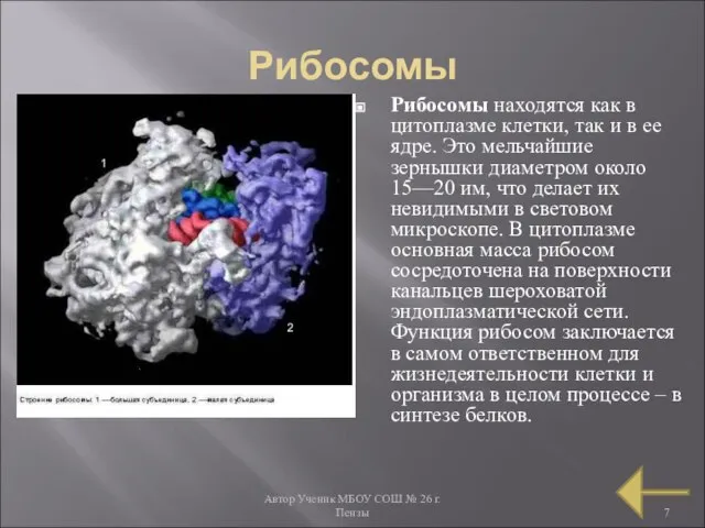 Автор Ученик МБОУ СОШ № 26 г. Пензы Рибосомы Рибосомы находятся как