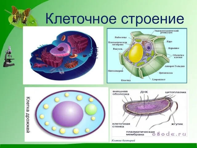 Клеточное строение