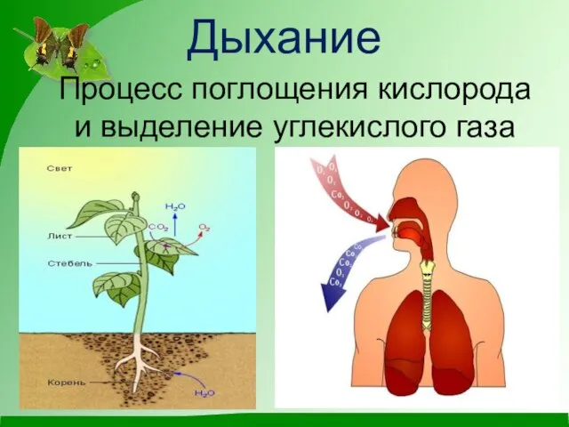 Дыхание Процесс поглощения кислорода и выделение углекислого газа