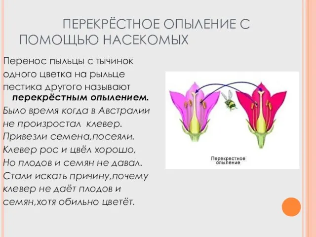 ПЕРЕКРЁСТНОЕ ОПЫЛЕНИЕ С ПОМОЩЬЮ НАСЕКОМЫХ Перенос пыльцы с тычинок одного цветка на