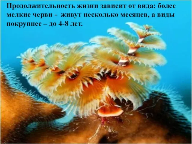 Продолжительность жизни зависит от вида: более мелкие черви - живут несколько месяцев,