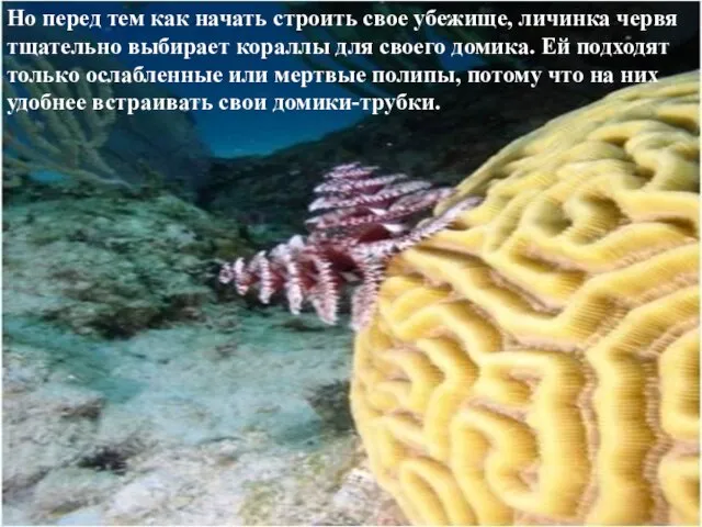 Но перед тем как начать строить свое убежище, личинка червя тщательно выбирает