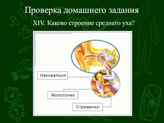 Проверка домашнего задания XIV. Каково строение среднего уха?