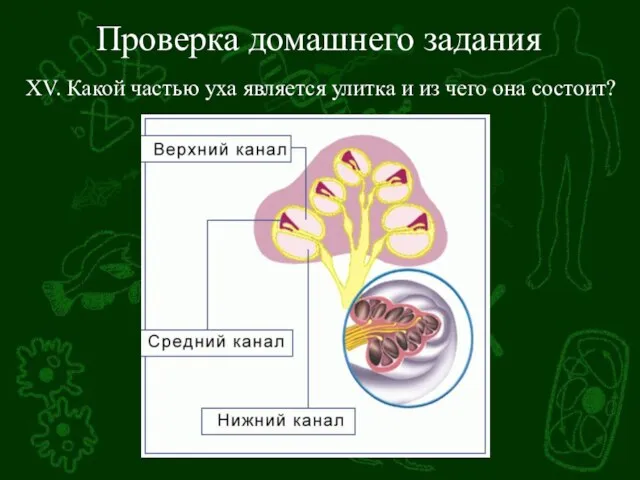 Проверка домашнего задания XV. Какой частью уха является улитка и из чего она состоит?