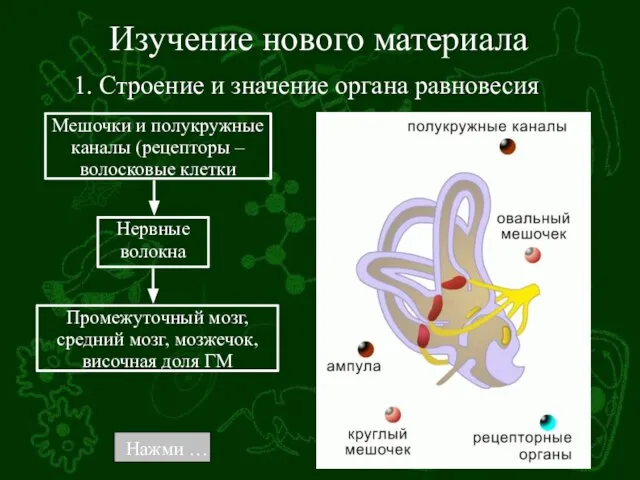 Изучение нового материала 1. Строение и значение органа равновесия