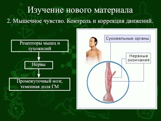 Изучение нового материала 2. Мышечное чувство. Контроль и коррекция движений.