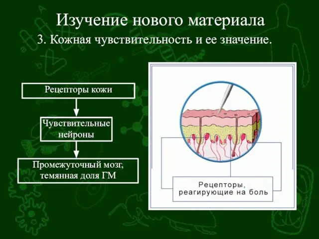 Изучение нового материала 3. Кожная чувствительность и ее значение.