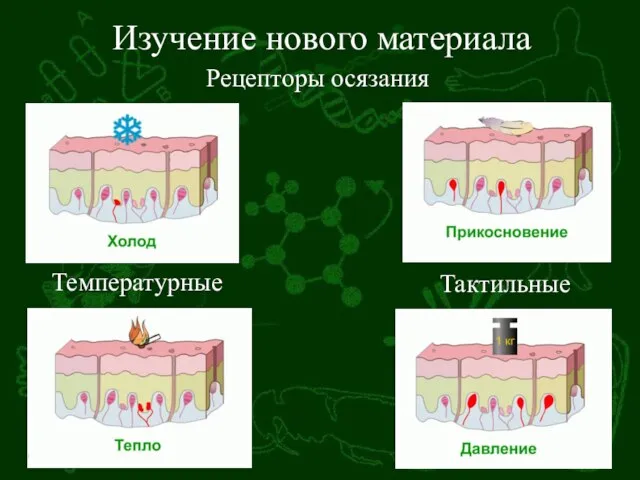 Изучение нового материала Рецепторы осязания Температурные Тактильные