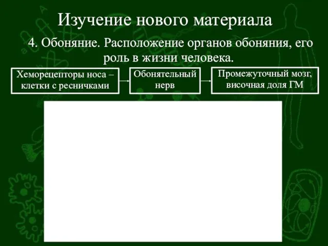 Изучение нового материала 4. Обоняние. Расположение органов обоняния, его роль в жизни человека.