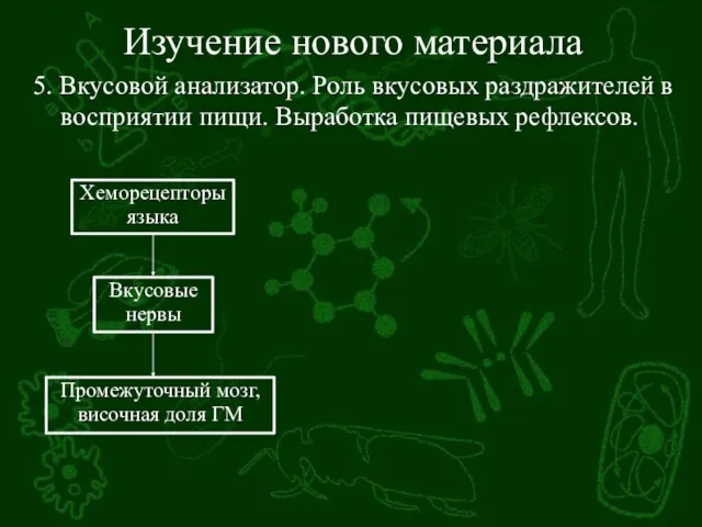 Изучение нового материала 5. Вкусовой анализатор. Роль вкусовых раздражителей в восприятии пищи. Выработка пищевых рефлексов.