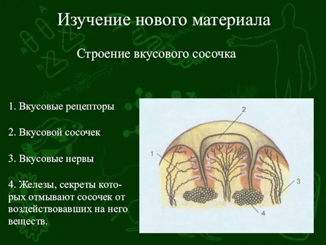 Изучение нового материала 1. Вкусовые рецепторы 2. Вкусовой сосочек 3. Вкусовые нервы