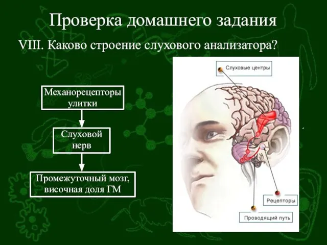 Проверка домашнего задания VIII. Каково строение слухового анализатора?