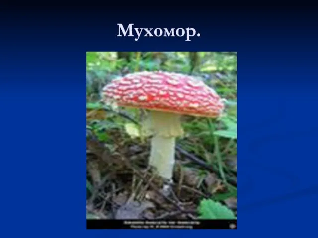 Мухомор.