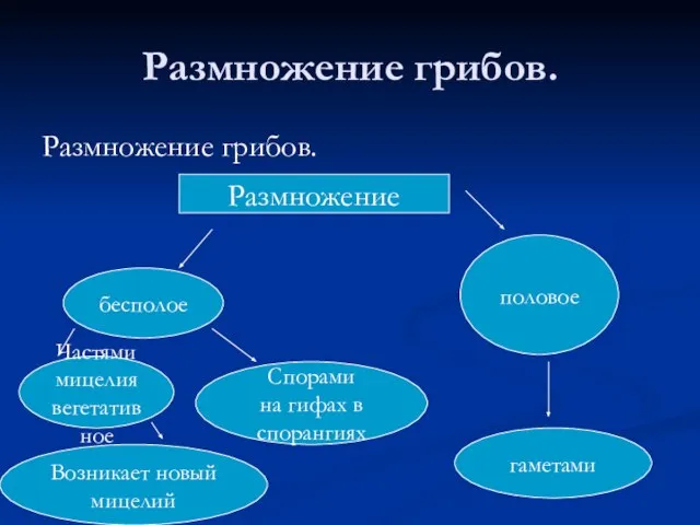 Размножение грибов. Размножение грибов. Размножение бесполое половое гаметами Частями мицелия вегетативное Спорами