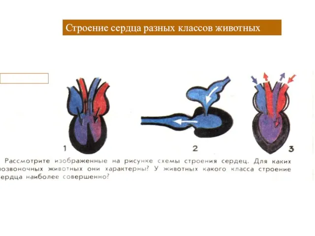 Строение сердца разных классов животных