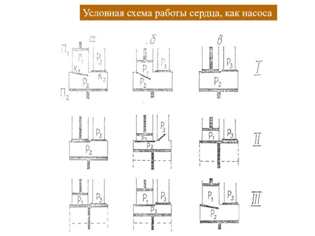 Условная схема работы сердца, как насоса