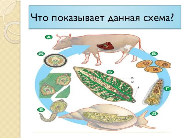 Что показывает данная схема?