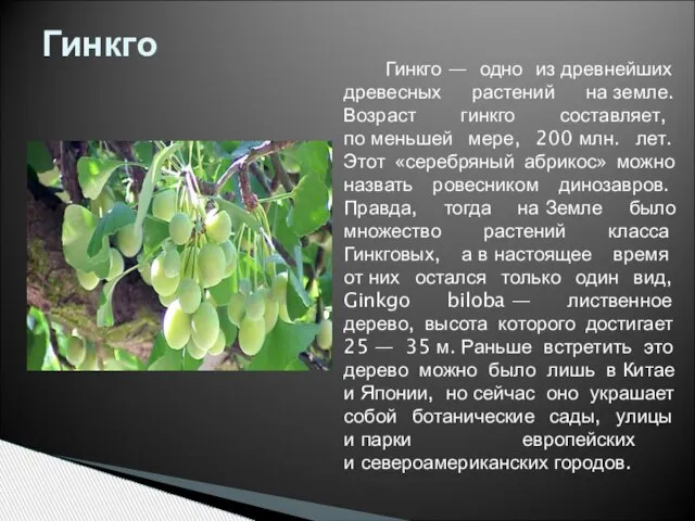 Гинкго — одно из древнейших древесных растений на земле. Возраст гинкго составляет,
