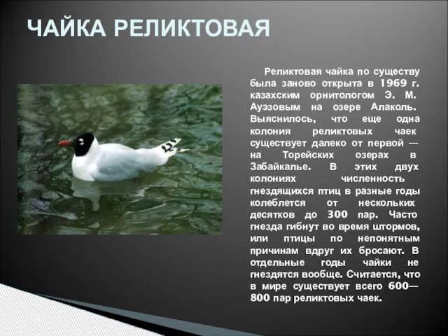 Реликтовая чайка по существу была заново открыта в 1969 г. казахским орнитологом