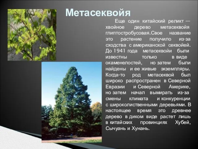 Еще один китайский реликт — хвойное дерево метасеквойя глиптостробусовая.Свое название это растение