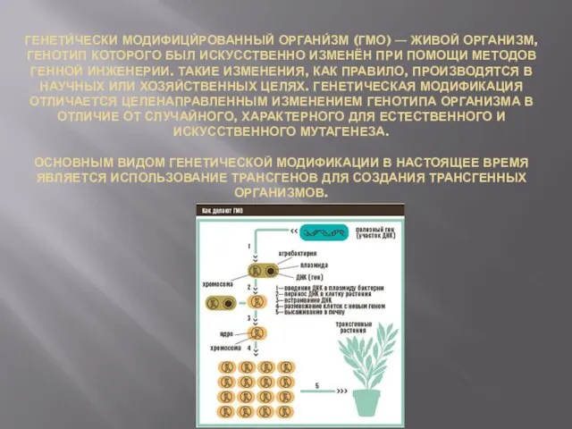 ГЕНЕТИ́ЧЕСКИ МОДИФИЦИ́РОВАННЫЙ ОРГАНИ́ЗМ (ГМО) — ЖИВОЙ ОРГАНИЗМ, ГЕНОТИП КОТОРОГО БЫЛ ИСКУССТВЕННО ИЗМЕНЁН