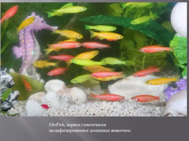 GloFish, первое генетически модифицированное домашнее животное.