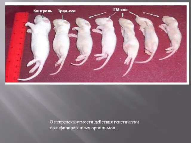 О непредсказуемости действия генетически модифицированных организмов...