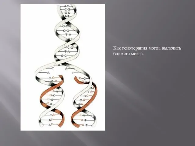 Как генотерапия могла вылечить болезни мозга.