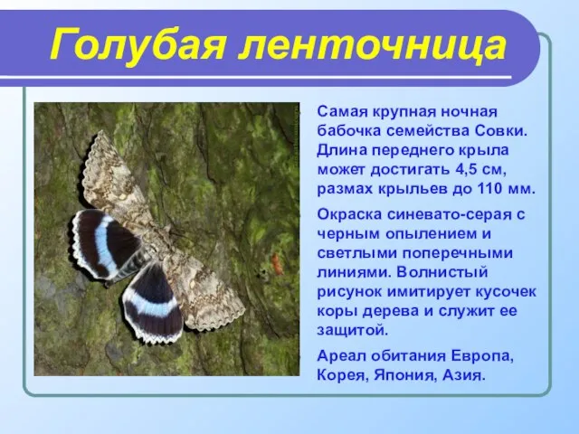 Голубая ленточница Самая крупная ночная бабочка семейства Совки. Длина переднего крыла может
