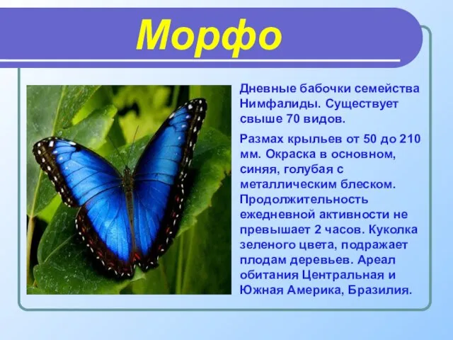 Морфо Дневные бабочки семейства Нимфалиды. Существует свыше 70 видов. Размах крыльев от