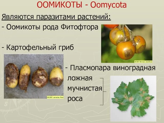 ООМИКОТЫ - Oomycota Являются паразитами растений: - Оомикоты рода Фитофтора - Картофельный