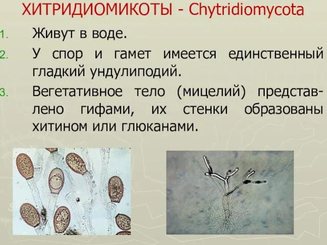 ХИТРИДИОМИКОТЫ - Chytridiomycota Живут в воде. У спор и гамет имеется единственный