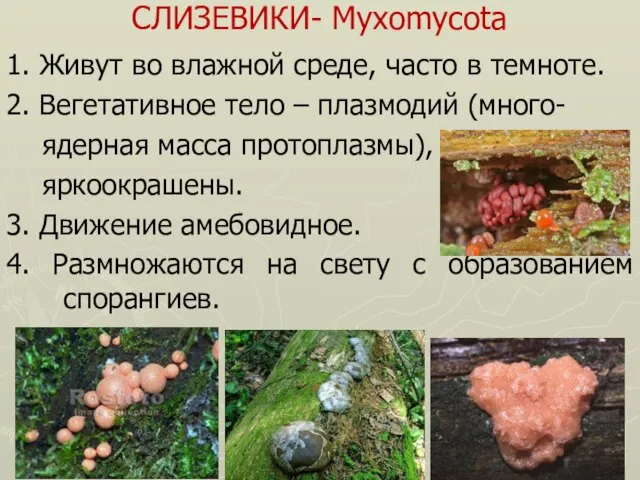 СЛИЗЕВИКИ- Myxomycota 1. Живут во влажной среде, часто в темноте. 2. Вегетативное