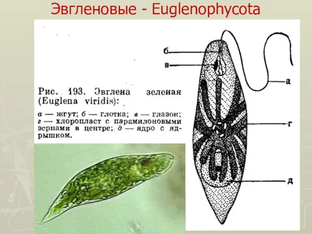 Эвгленовые - Euglenophycota