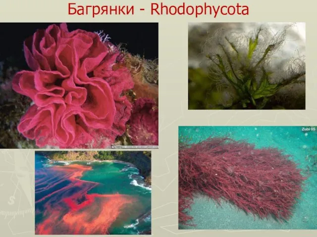 Багрянки - Rhodophycota