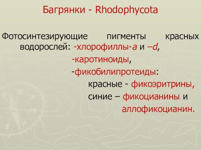 Багрянки - Rhodophycota Фотосинтезирующие пигменты красных водорослей: -хлорофиллы-a и –d, -каротиноиды, -фикобилипротеиды: