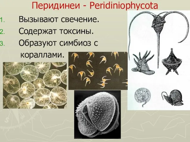 Перидинеи - Peridiniophycota Вызывают свечение. Содержат токсины. Образуют симбиоз с кораллами.